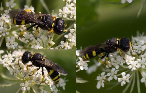 Réf. 37 981 : Ectemnius continuus punctatus
