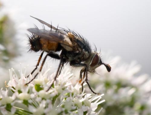 Linnaemya sp.