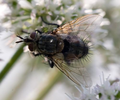 Linnaemya sp.