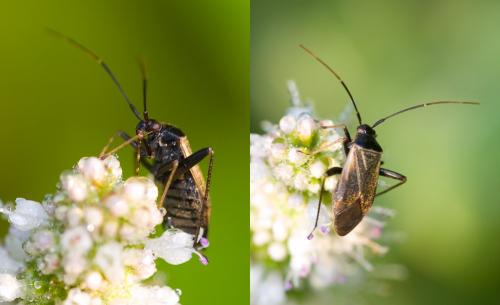 Réf. 37 994 : Adelphocoris seticornis