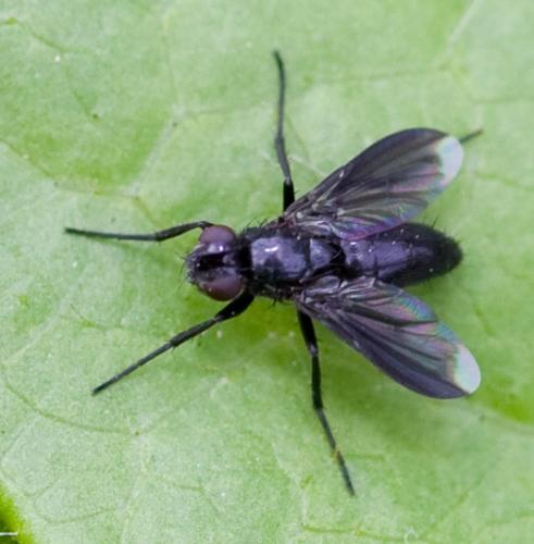 Réf. 37 524 : Melanophora roralis