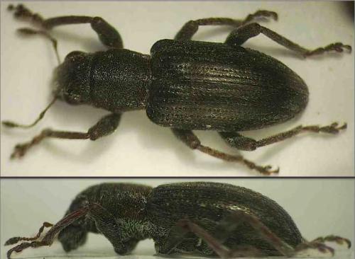 Sitona sp.