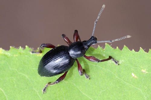 Otiorhynchus sp.