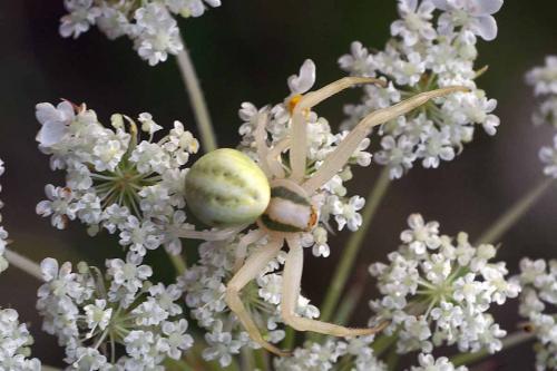 Misumena vatia