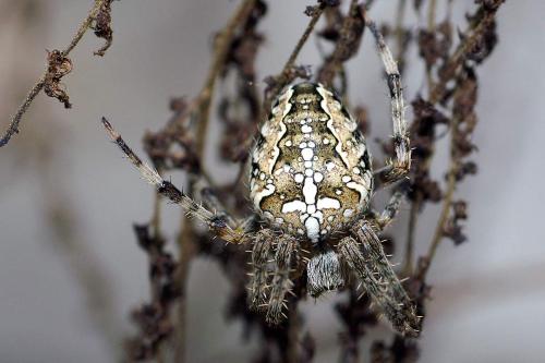 Araneus diadematus
