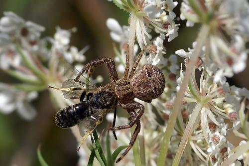 Xysticus sp.