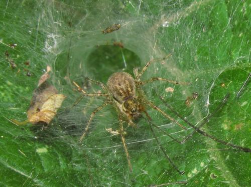 Allagelena gracilens