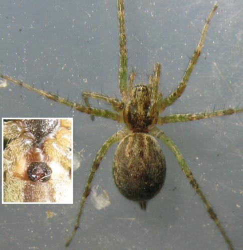 Réf. 37 848 : Allagelena gracilens