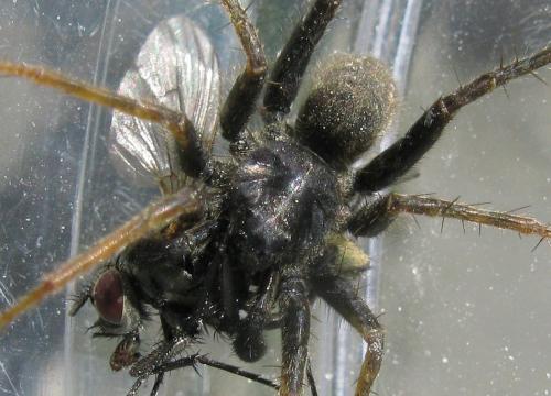 Pardosa sp.