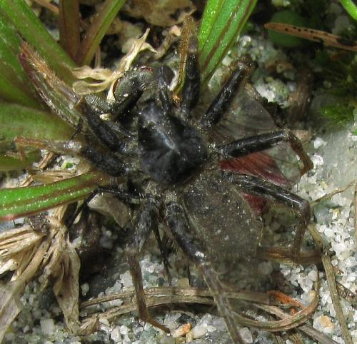Pardosa sp.