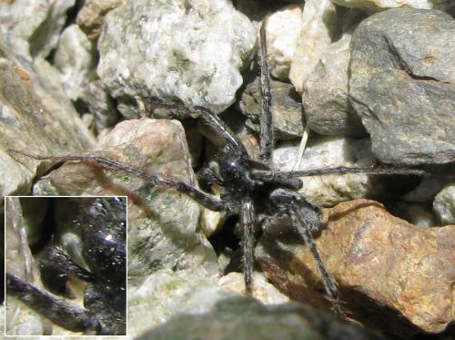 Pardosa sp.