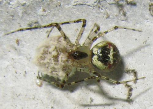 Platnickina tincta