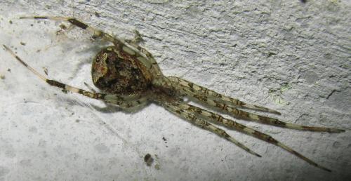Réf. 37 142 : Episinus maculipes