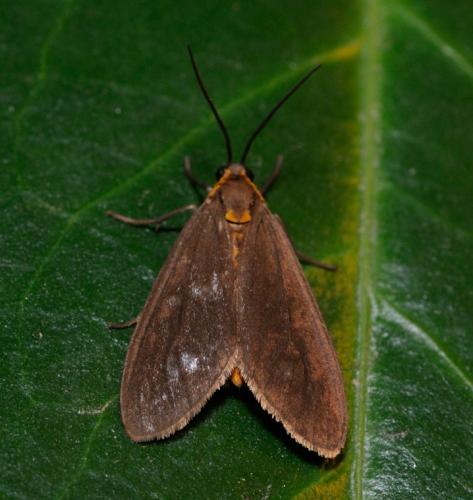 Dysauxes sp.