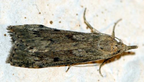 Réf. 37 249 : Aphomia sociella