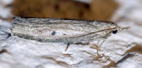 Aphomia sociella
