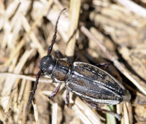 Réf. 37 481 : Iberodorcadion molitor
