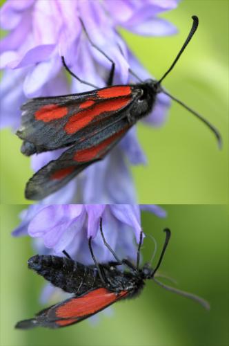 Zygaena romeo