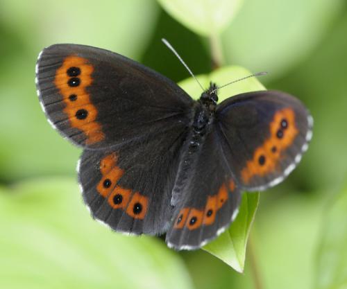 Erebia ligea
