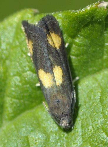 Pammene aurana