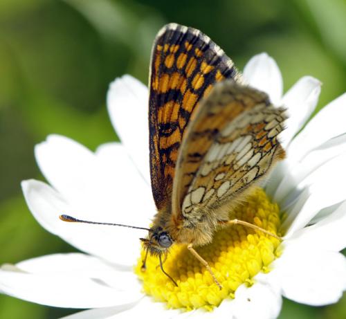 Melitaea parthenoides