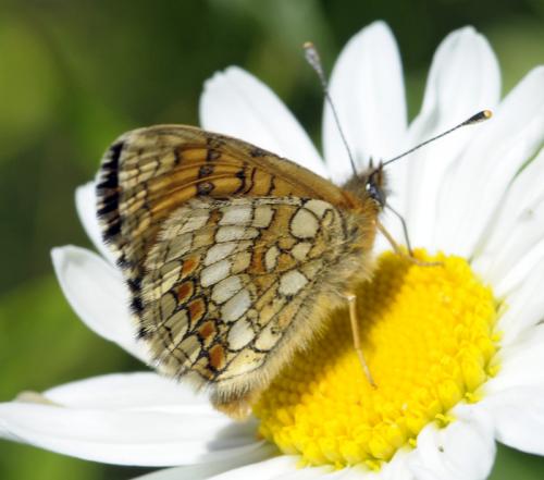 Réf. 37 256 : Melitaea parthenoides