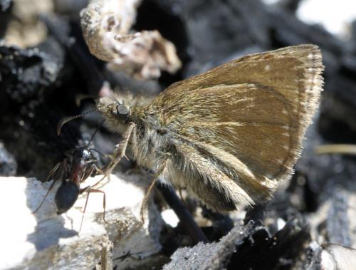 Réf. 37 391 : Erynnis tages