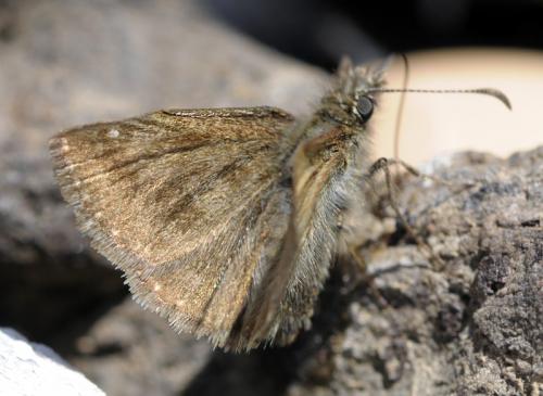 Réf. 37 390 : Erynnis tages