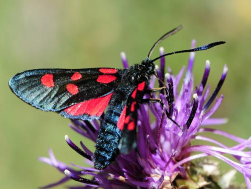 Réf. 37 179 : Zygaena sp.