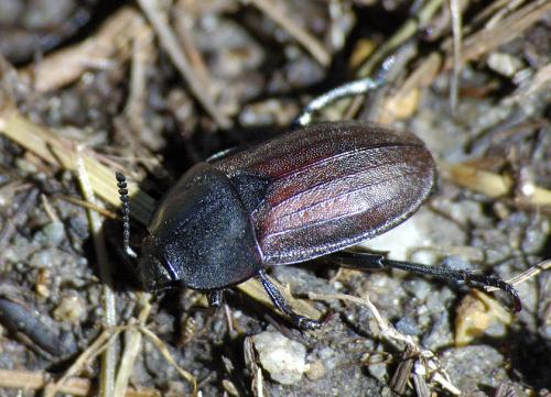 Silpha tyrolensis