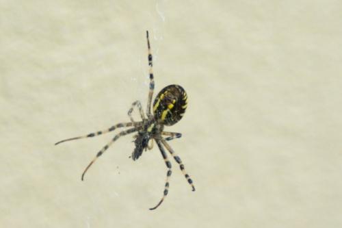 Argiope bruennichi