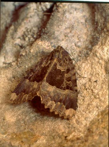 Réf. 37 458 : Mormo maura