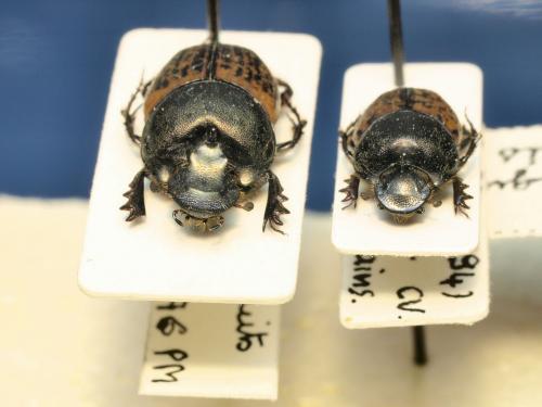 Onthophagus sp.