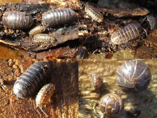 Armadillidium divers