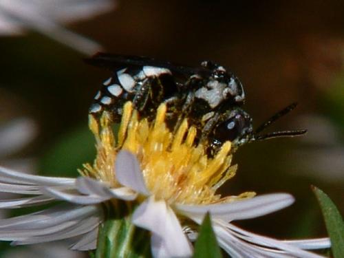 Epeolus fallax