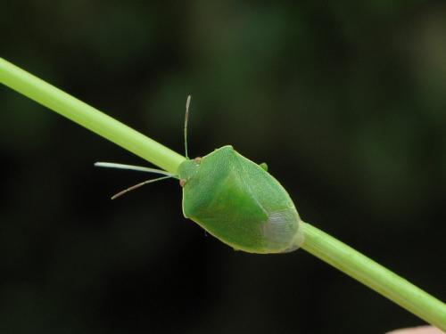 Acrosternum millierei