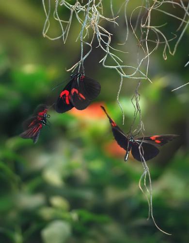 Réf. 37 745 : Heliconius erato erato