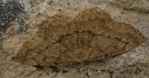 Réf. 37 660 : Elophos sp.
