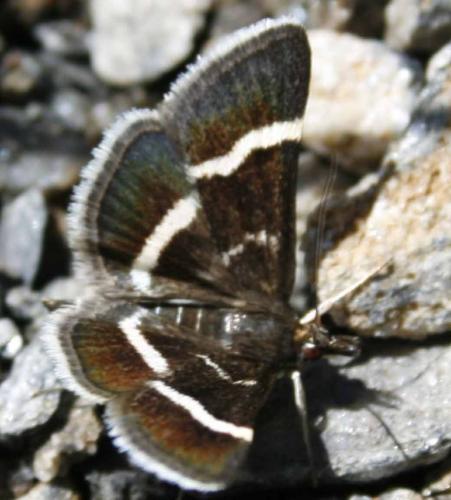 Pyrausta cingulata