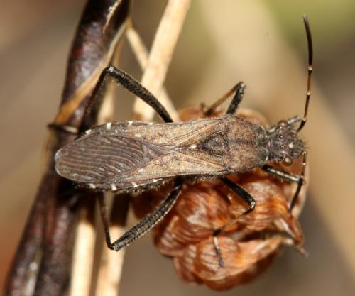 Réf. 37 787 : Alydus calcaratus