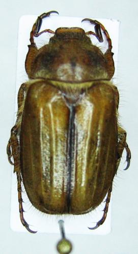 Amphimallon solstitiale