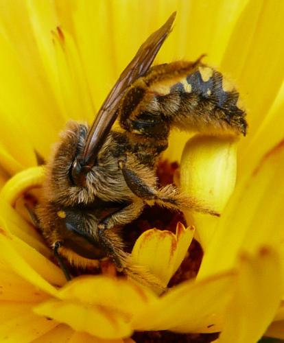 Anthidium septemspinosum