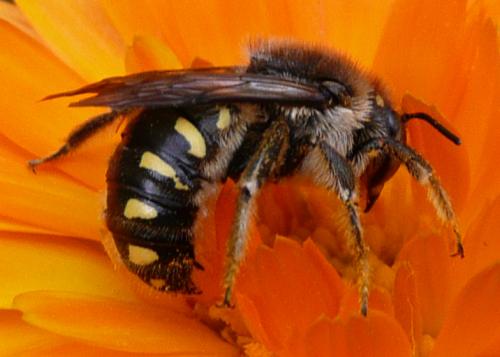 Anthidium septemspinosum