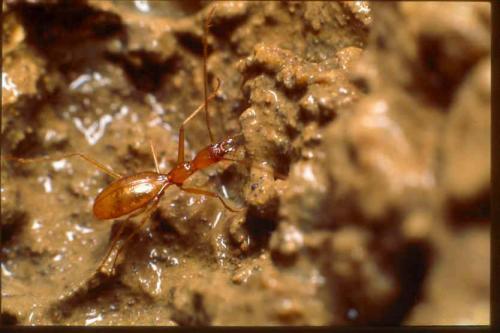 Aphaenops delbreili