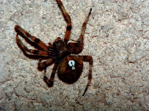Araneus angulatus