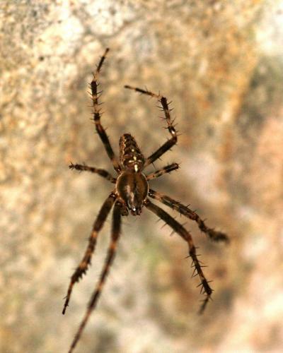 Araneus diadematus