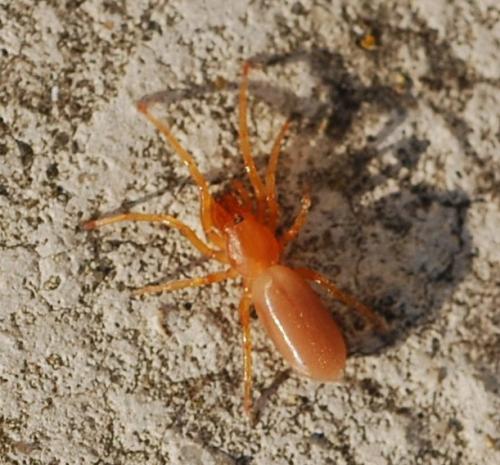 Réf. 37 771 : Dysdera sp.