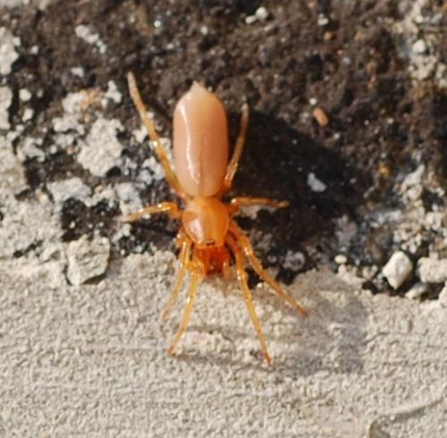 Réf. 37 751 : Dysdera sp.