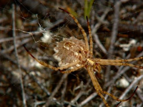 Réf. 37 227 : Argiope lobata