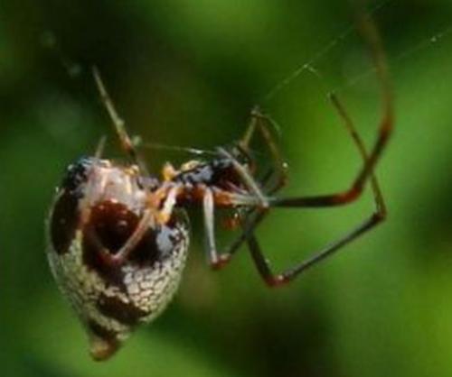 Argyrodes argyrodes